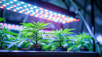 Is a HydroPod Smart Worth the Investment? We Do the Math for Your Indoor Hydroponic Garden