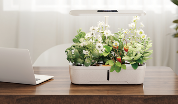 The Health Benefits of Indoor Plants: More Than Just Decor