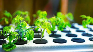 Brown Thumb? How Technology is Making Indoor Hydroponic Gardening Foolproof