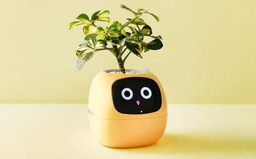 Meet Your Plant's New Personality: Ivy Isn't Just a Planter, It's a Companion