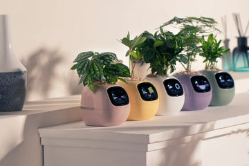 Why IvySmart Is the Perfect Gift for Plant Lovers (And Everyone Else Too)
