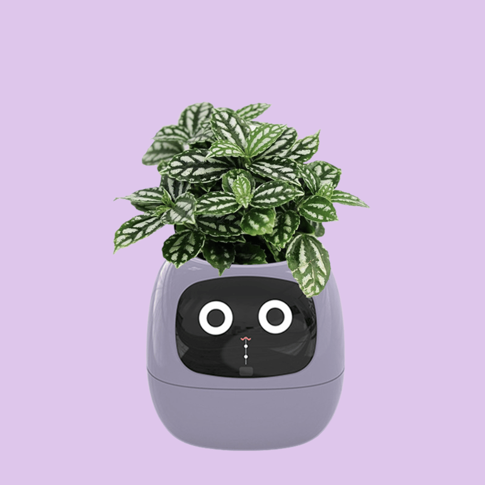 Plants in a gray pot with a cartoon face on a purple background