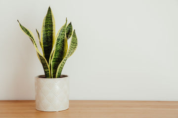 The Sleep Hack You Can Grow: How One Bedroom Plant Can Transform Your Rest