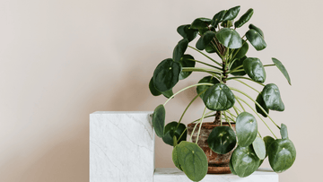 The NASA Houseplant Sleep Claim: Fact-Checked