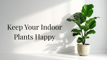 What Soil and Fertilizer Do Indoor Plants Need?