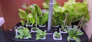 The Top 10 Plants to Grow in Your HydroPod Smart System