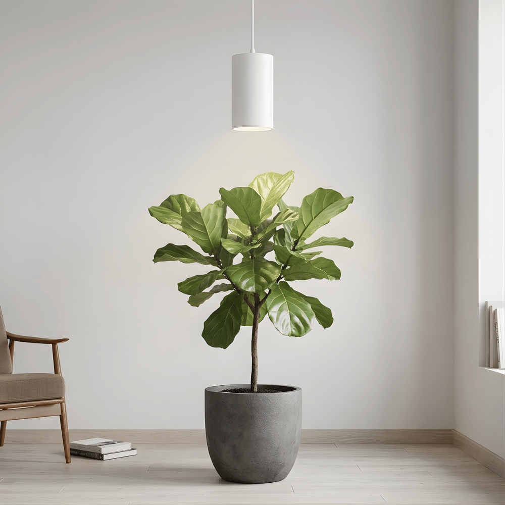 Potted fiddle leaf fig plant and white pendant grow light in a modern room with a chair and books.