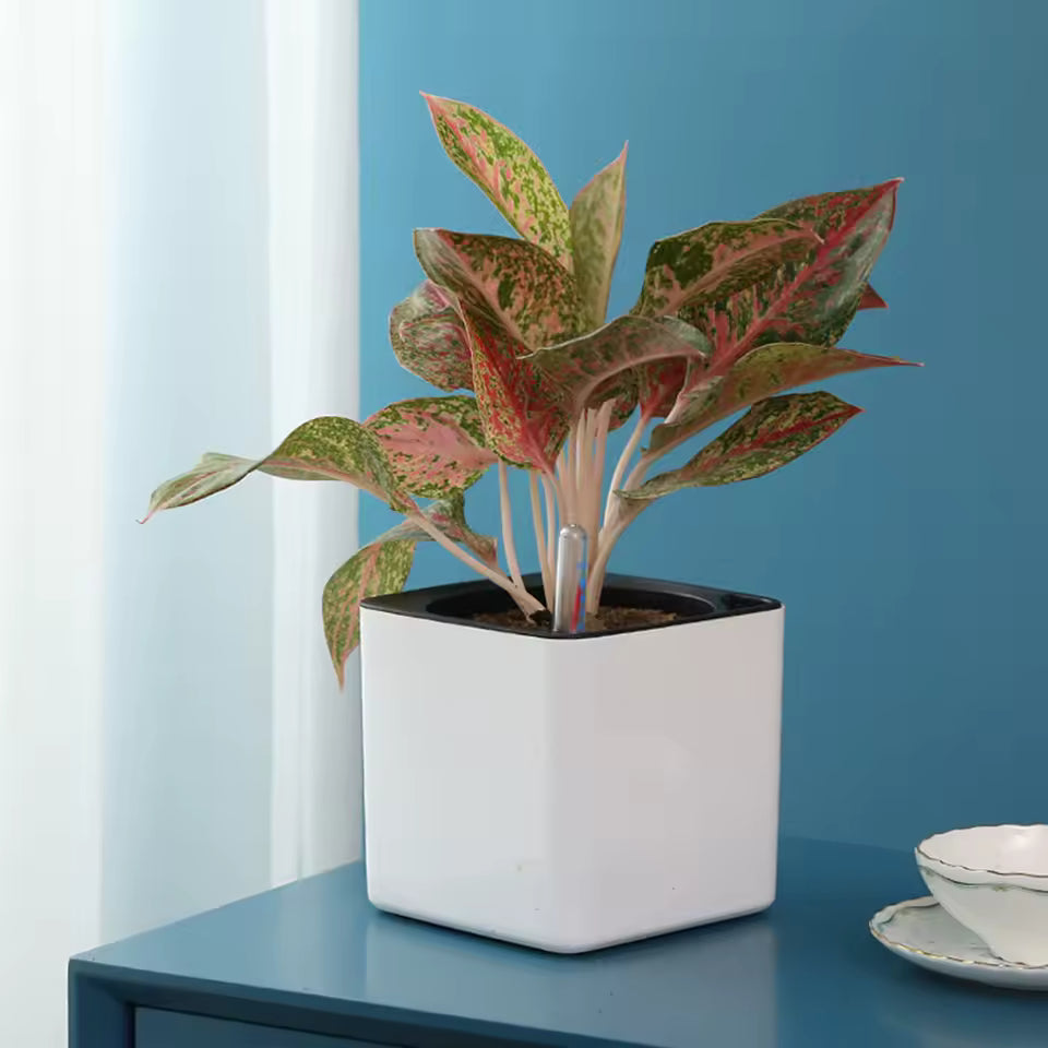 AquaTerra Self-Watering Planter