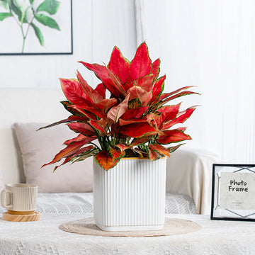 AquaBloom Self-Watering Planter