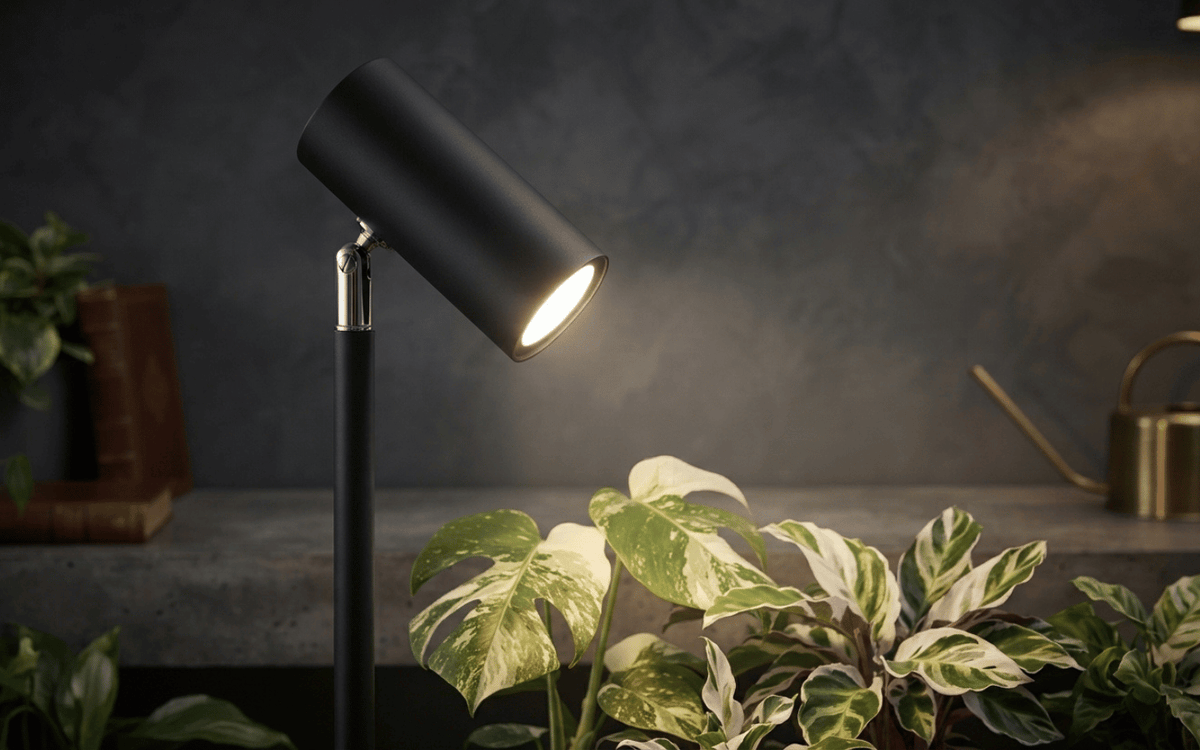 Plant Care Without the Guilt