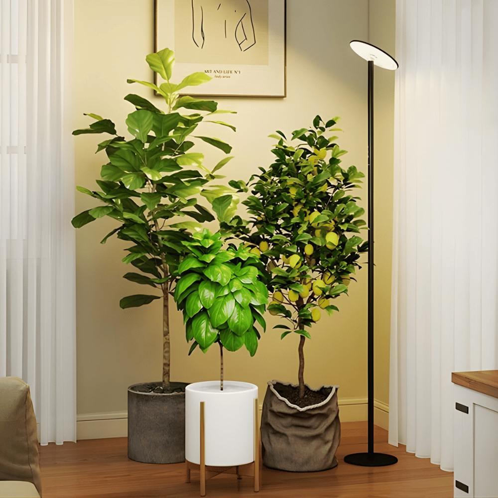 Three potted plants in a room with a grow light and framed picture on the wall.
